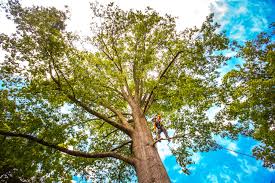 Best Lawn Grading and Leveling  in Debary, FL